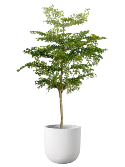 Ivory Coast Almond Tree